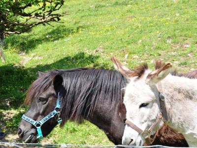 Bild 21 aus  Donauerhof