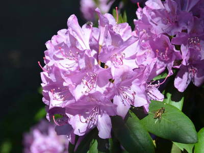 Bild 22 aus  LandSelection Landferienhof Garbert