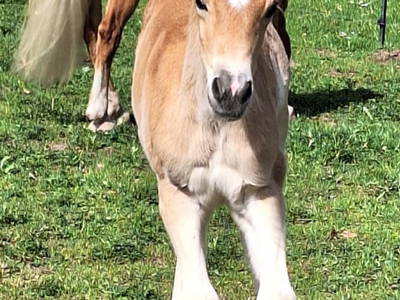 Bild 170 aus  Albachhof