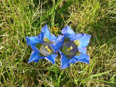 Bild 15 aus  Almerlebnisse Messner