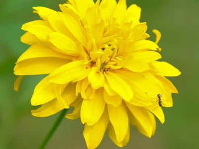 Bild 82 aus  Pöllauerhof