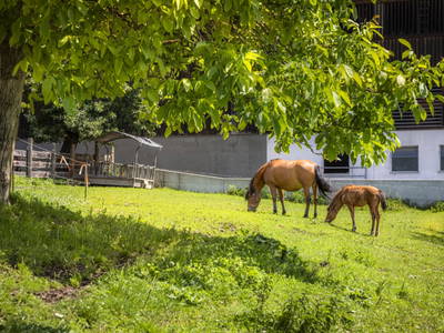 Bild 19 aus  Maierlehen