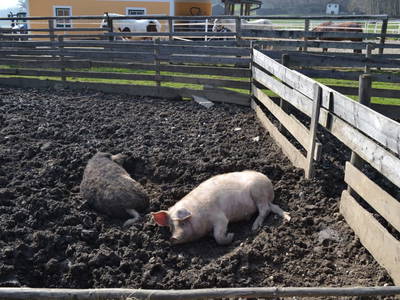 Bild 118 aus  Kaspergut