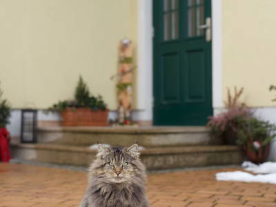 Bild 66 aus  Pension Glitschnerhof