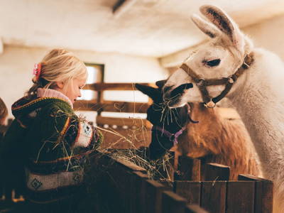 Bild 2 aus  Bauernhof im Wiesengrund