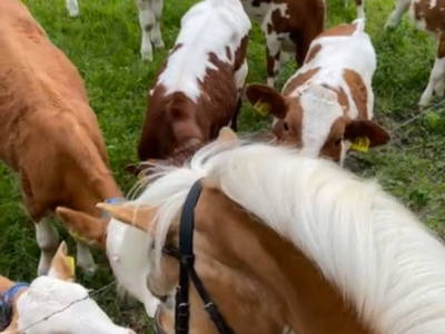 Bild 4 aus  Beim Draxl