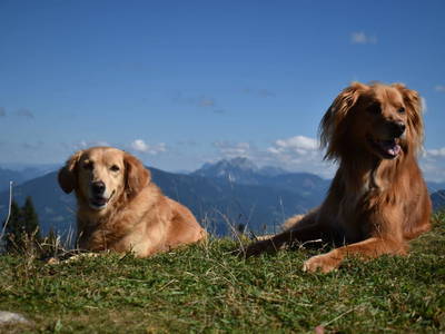 Bild 70 aus  Jagahütte