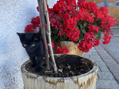 Bild 102 aus  Schuistlhof