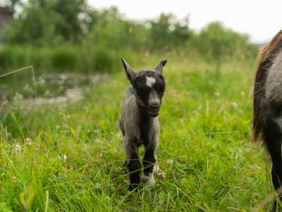 Bild 183 aus  Winzerhof Strablegg