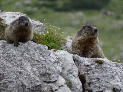 Bild 31 aus  Lechnerhof