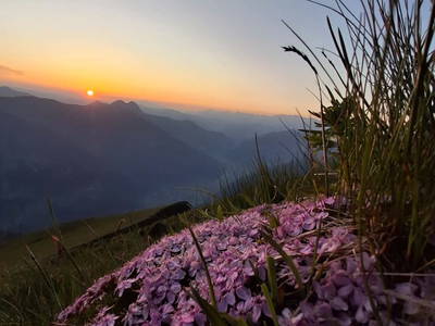 Bild 91 aus  Hoislbauerngut