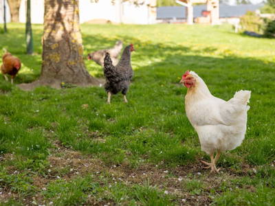 Bild 27 aus  ReiWaSchHOF