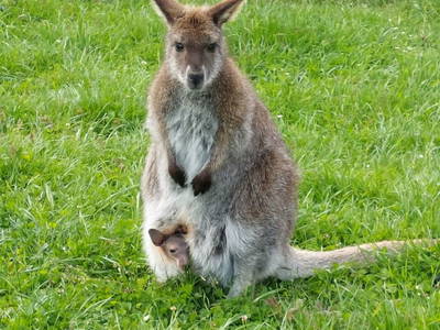 Bild 6 aus  Zillerlehen