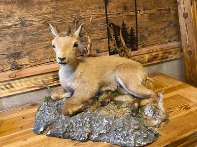 Bild 27 aus  Linsingerhof