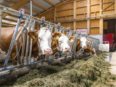 Bild 117 aus  Klinglerbauer