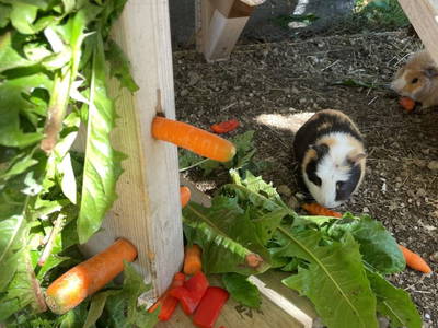 Bild 23 aus  Knappenhof