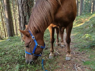 Bild 118 aus  Heselehof