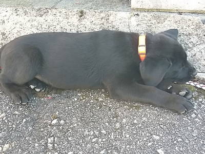 Bild 102 aus  Alpenhof Grafleiten