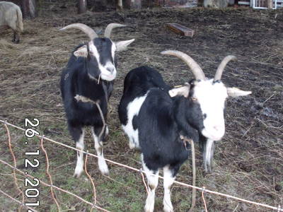 Bild 10 aus  Landurlaub bei Westendorff's in Warthe / Insel Usedom