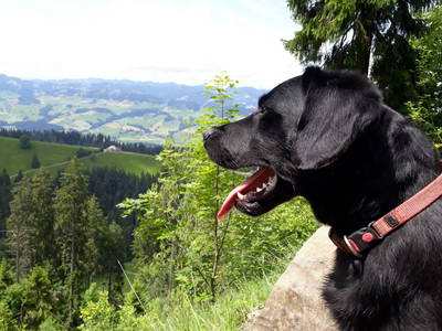 Rex unser Hofhund