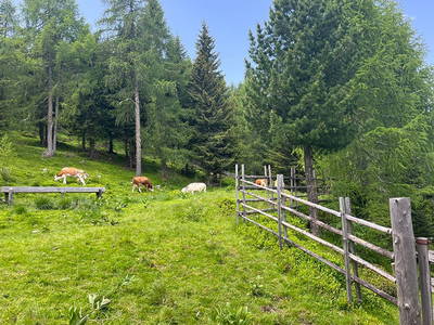 Bild 152 aus Neuwirth Hütte
