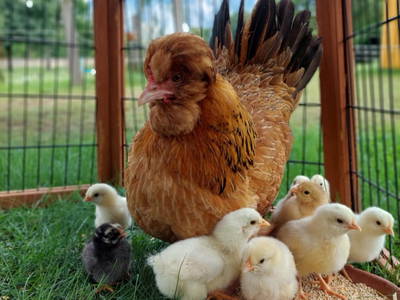 Bild 72 aus  Unteres Feld