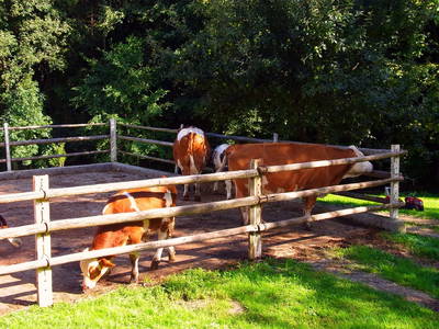 Bild 19 aus  Gesundheitsbauernhof