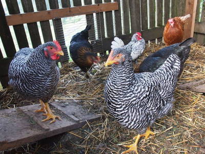 Bild 96 aus  Pesbichl