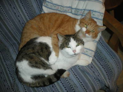 Bild 26 aus  Rußbachbauer