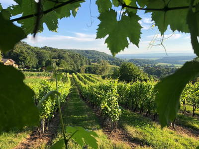 Bild 2 aus  Weinbau Felkar