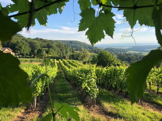 Weinbau Felkar aus Tieschen