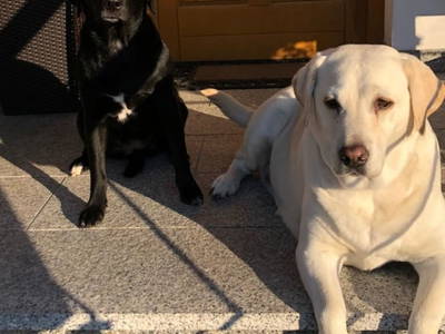 Bild 204 aus  Vitalhof Roithinger