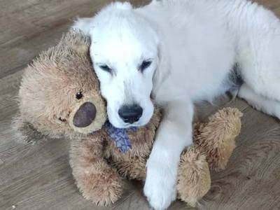 Bild 117 aus  Badlechnerhof