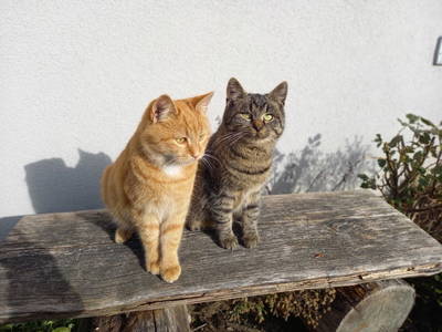 Bild 64 aus  Ferienhof Schneiderweg