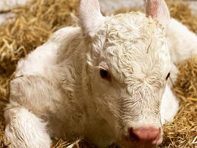 Bild 107 aus  Ederbauer