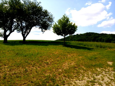 Bild 44 aus Blumentalhof