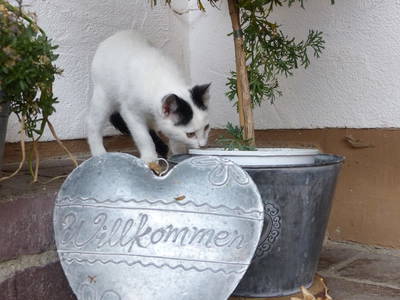 Bild 9 aus  Erlenhof