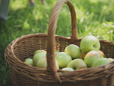 Bild 45 aus  Drittlhof