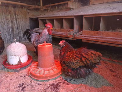 Bild 61 aus  Landhaus Eiter