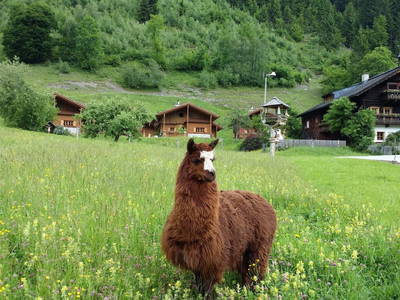 Bild 239 aus  Proneben Gut - Erlebnisbauernhof u. Kuschelhütten