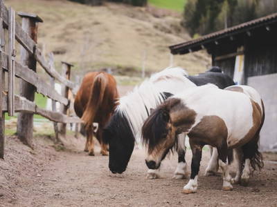 Bild 172 aus  Albachhof