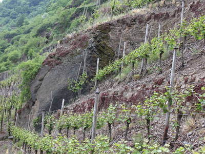 Steillagenterrasse im Valwiger Herrenberg