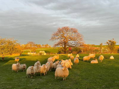 Heidschnucken auf der Wiese