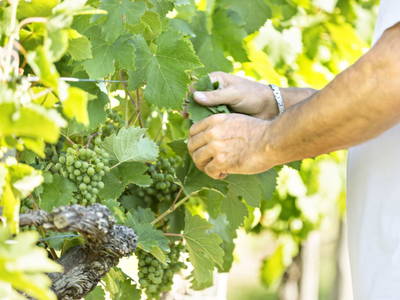 Bild 26 aus  Testhof UaB NÖ