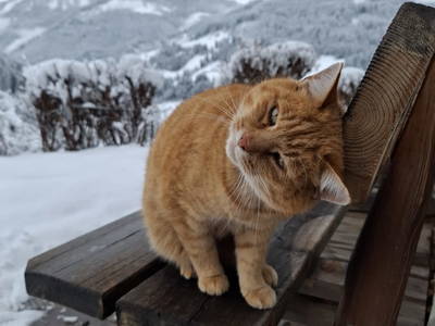 Bild 45 aus  Eckwaldhütten Leitengut