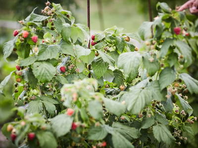 Bild 69 aus  Schmankerl und Gast Heiderer