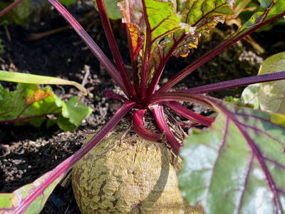 Bild 97 aus  Ederbauer