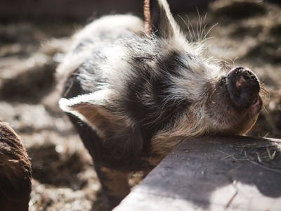 Bild 31 aus  Meissnitzerhof