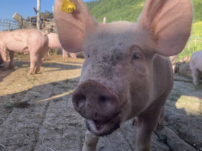 Bild 38 aus  Ferienhof Rösslar