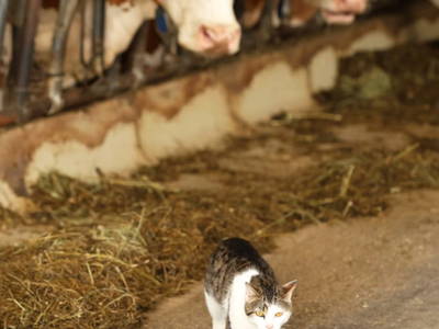 Bild 15 aus  Kainreiterhof